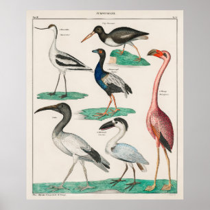 Oken's Allgemeine Naturaard Poster