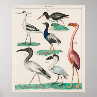 Oken's Allgemeine Naturaard Poster