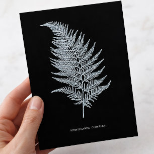Okervarenblad, Gymnogramma Ochracea Briefkaart