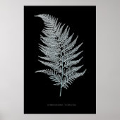 Okervarenblad, Gymnogramma Ochracea Poster (Voorkant)