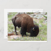 Oklahoma Bison Briefkaart (Voorkant / Achterkant)