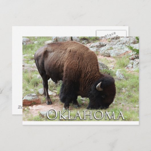 Oklahoma Bison Briefkaart (Voorkant / Achterkant)