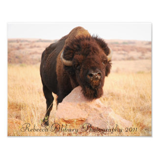 Oklahoma Bison, Rebecca Alsbury Photography 2011 Foto Afdruk