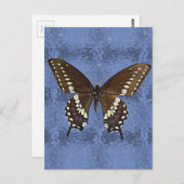 Oklahoma Black Swallowtail Butterfly Briefkaart (Voorkant / Achterkant)