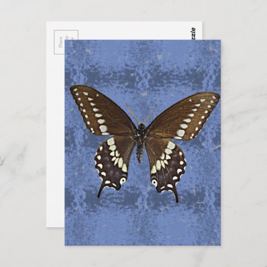 Oklahoma Black Swallowtail Butterfly Briefkaart (Voorkant / Achterkant)