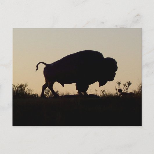 Oklahoma Buffalo Briefkaart (Voorkant)