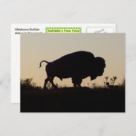 Oklahoma Buffalo Briefkaart (Voorkant / Achterkant)