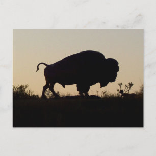 Oklahoma Buffalo Briefkaart