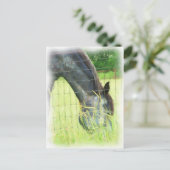 Oklahoma Horses 3 Briefkaart (Staand voorkant)