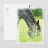 Oklahoma Horses 3 Briefkaart (Voorkant / Achterkant)