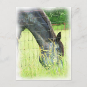 Oklahoma Horses 3 Briefkaart