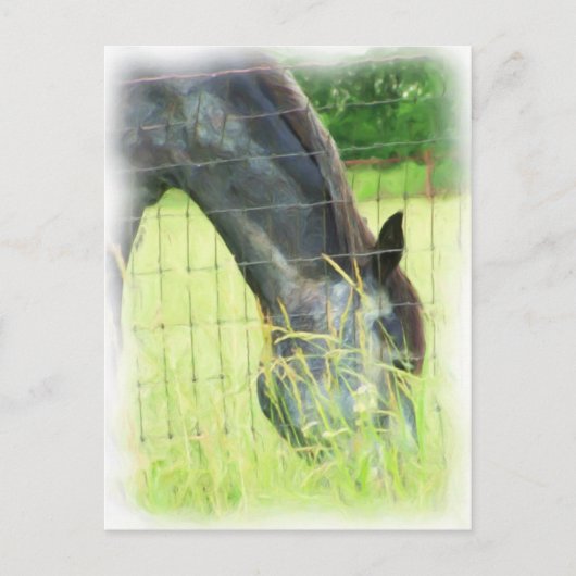 Oklahoma Horses 3 Briefkaart (Voorkant)