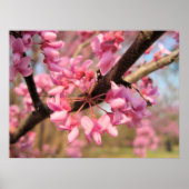 Oklahoma Redbud Blossom II Print (Voorkant)