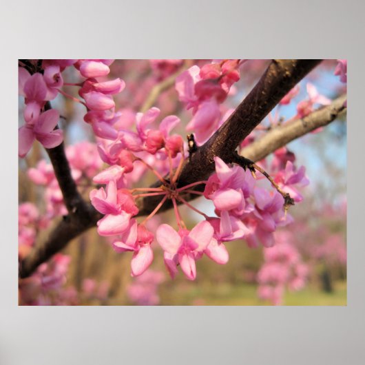 Oklahoma Redbud Blossom II Print (Voorkant)
