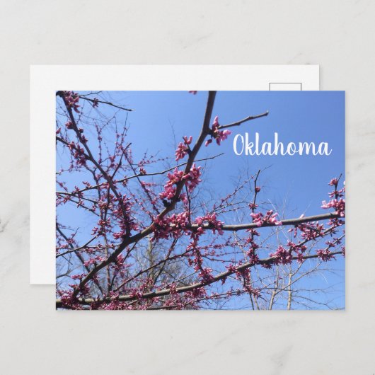 Oklahoma Redbud-Briefkaart Briefkaart (Voorkant / Achterkant)