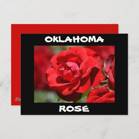 Oklahoma Roos Briefkaart (Voorkant / Achterkant)