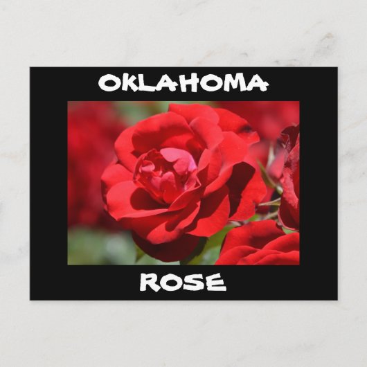 Oklahoma Roos Briefkaart (Voorkant)