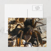 Oklahoma, Spider Briefkaart (Voorkant / Achterkant)