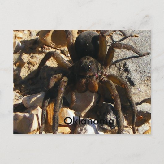 Oklahoma, Spider Briefkaart (Voorkant)