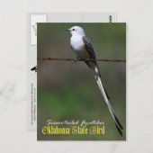 Oklahoma State Bird: Schaarstaartvlieger Briefkaart (Voorkant / Achterkant)