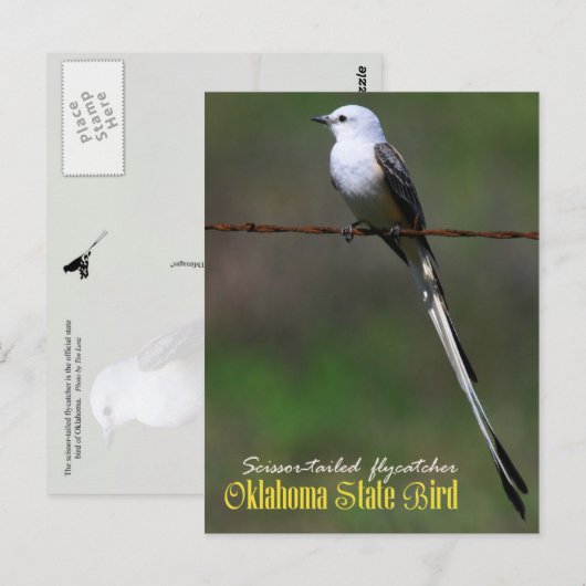 Oklahoma State Bird: Schaarstaartvlieger Briefkaart (Voorkant / Achterkant)
