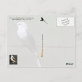 Oklahoma State Bird: Schaarstaartvlieger Briefkaart (Achterkant)
