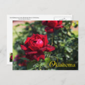 Oklahoma State Flower: Oklahoma Roos Briefkaart (Voorkant / Achterkant)