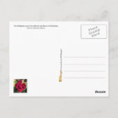 Oklahoma State Flower: Oklahoma Roos Briefkaart (Achterkant)