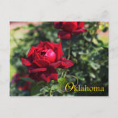 Oklahoma State Flower: Oklahoma Roos Briefkaart (Voorkant)