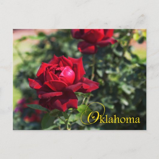 Oklahoma State Flower: Oklahoma Roos Briefkaart (Voorkant)