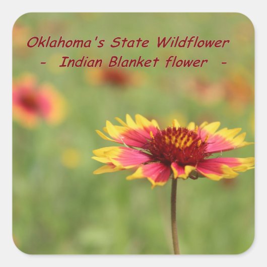 Oklahoma State Flower Stickers (Voorkant)