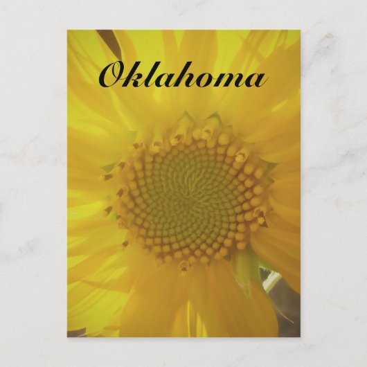 Oklahoma Sunflower Briefkaart (Voorkant)