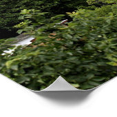 Oklahoma, Turner Herfsten Waterval, Poster (Hoek)