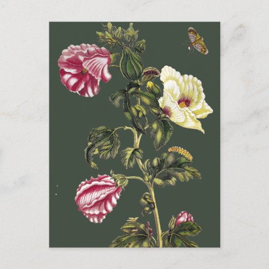 Okra Briefkaart (Voorkant)