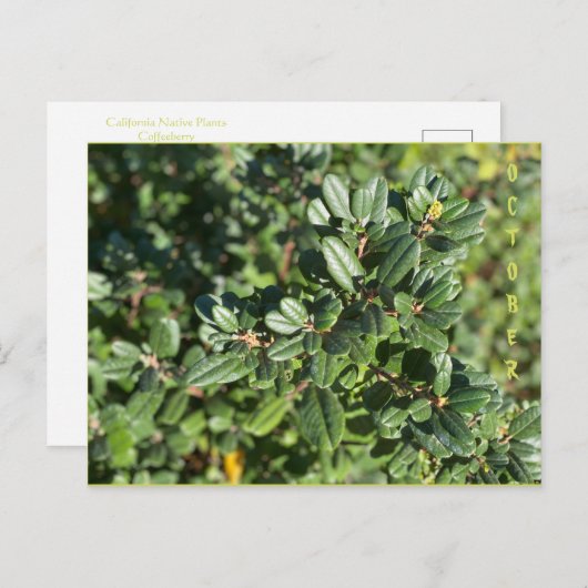 OKTOBER BRIEFKAART (Voorkant / Achterkant)