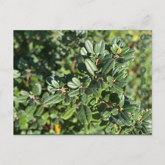 OKTOBER BRIEFKAART (Voorkant)