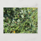 OKTOBER BRIEFKAART (Voorkant)