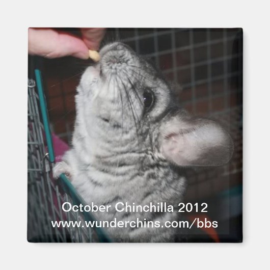 Oktober chinchilla 2012 magneet (Voorkant)