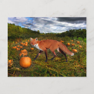"Oktober Fox" Briefkaart