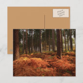 Oktober Light Briefkaart (Voorkant / Achterkant)