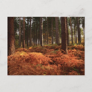 Oktober Light Briefkaart