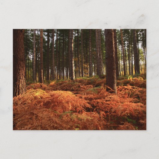 Oktober Light Briefkaart (Voorkant)