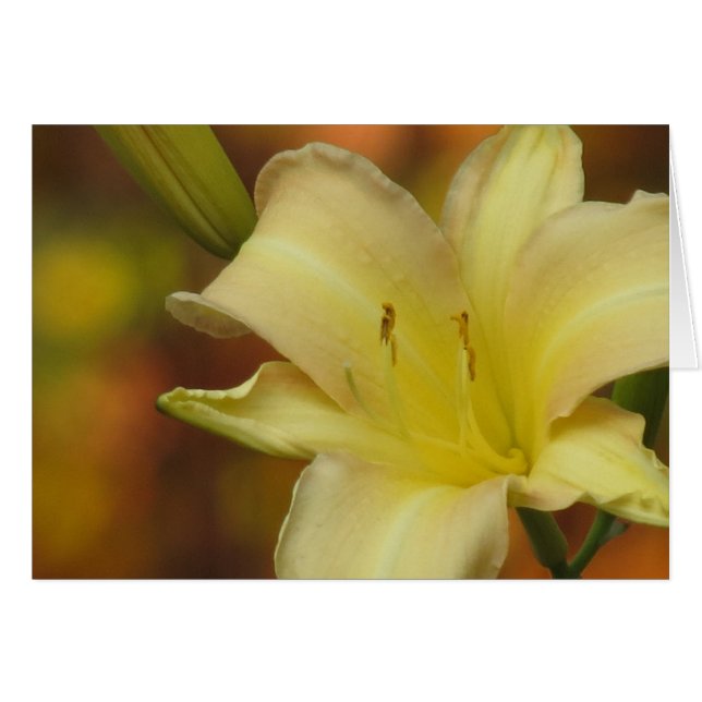 Oktober Lily (Voorkant Horizontaal)