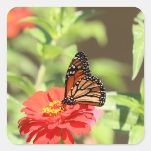 Oktober Monarch Vierkante Sticker