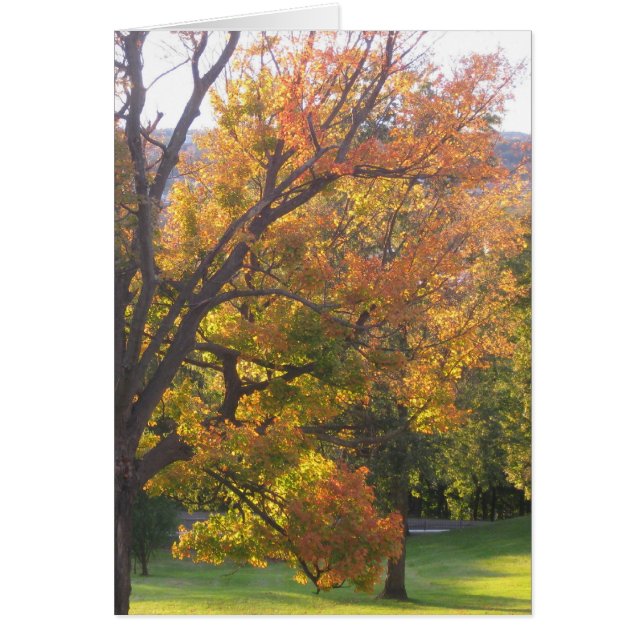 Oktober suikermonster (Voorkant)