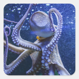 Oktopus Kraken Tintenfisch in blauen Blubberblasen Vierkante Sticker