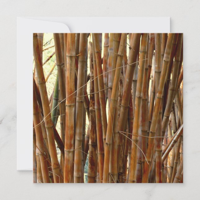 Old Bamboo (Voorkant)