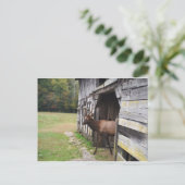 Old Barn, Elk with Velvet Antlers Briefkaart (Staand voorkant)