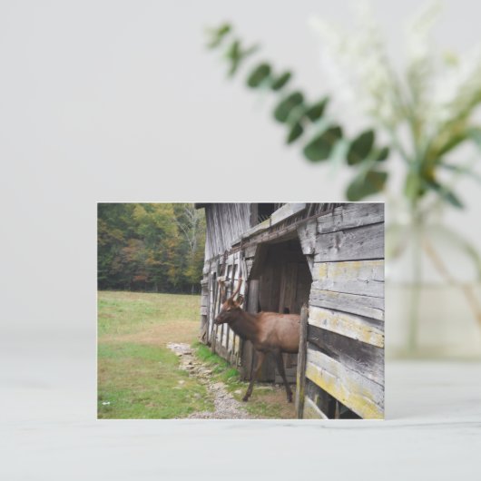 Old Barn, Elk with Velvet Antlers Briefkaart (Staand voorkant)