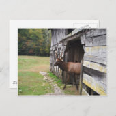 Old Barn, Elk with Velvet Antlers Briefkaart (Voorkant / Achterkant)